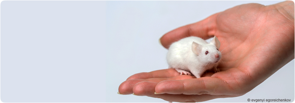 Souris