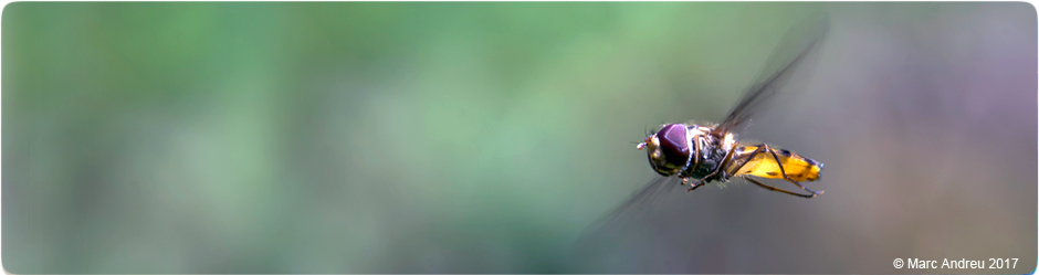 Insecte