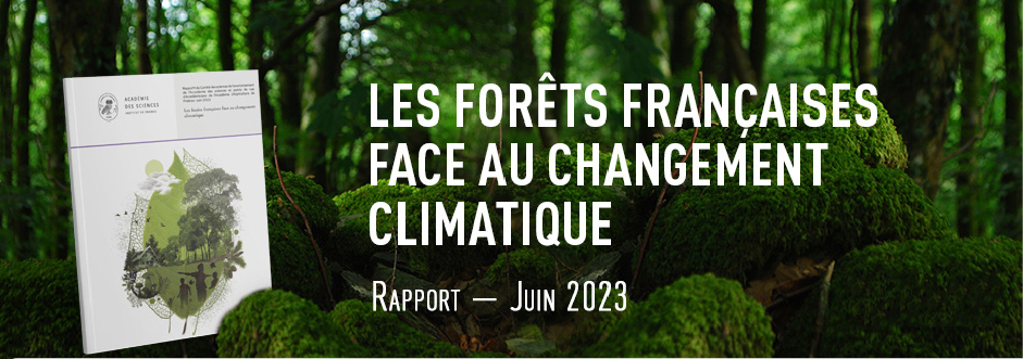 Rapport forêt