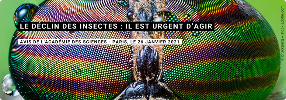 Insectes
