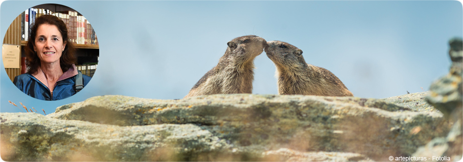 Marmottes
