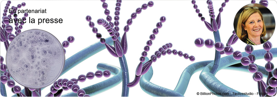 Penicillium
