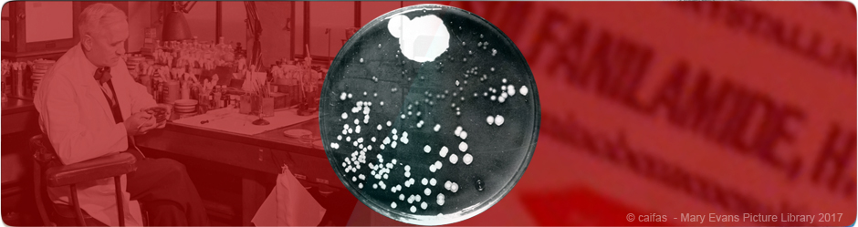 Antibiotiques et sulfamides