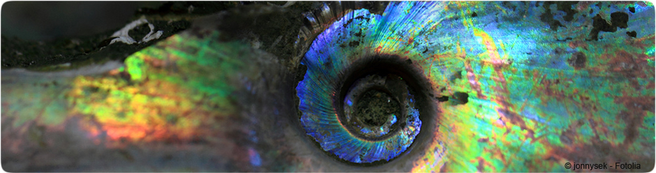 Ammonites