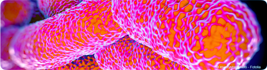 Legionella pneumophila