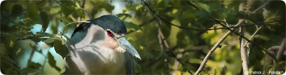 Oiseau
