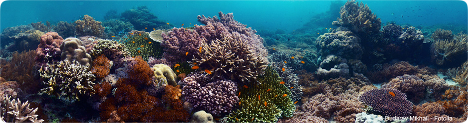 Corail