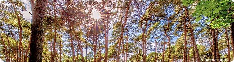 Forêt