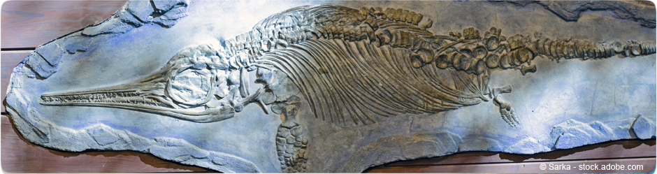 Fossile ichtyosaurus