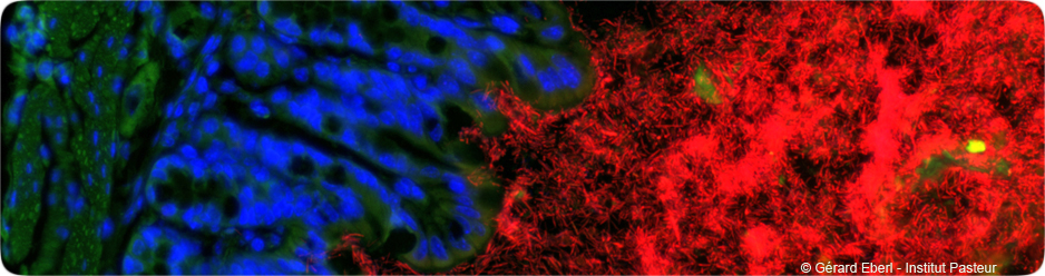 Microbiote