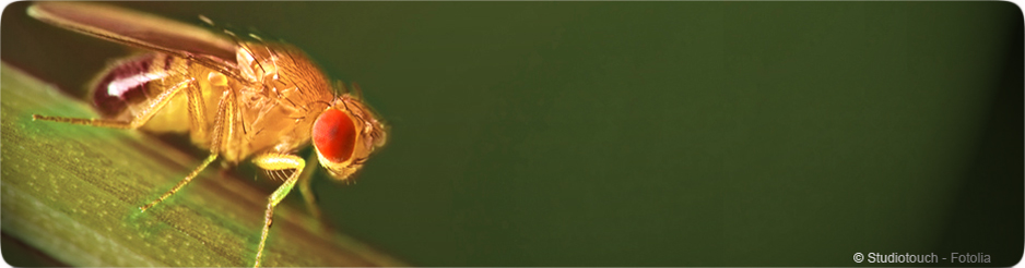 Drosophile
