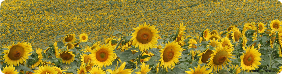 Champ de tournesols