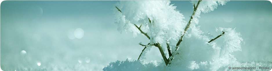 Une pousse dans la neige
