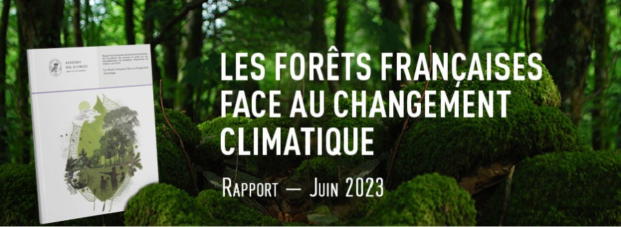 Rapport forêt