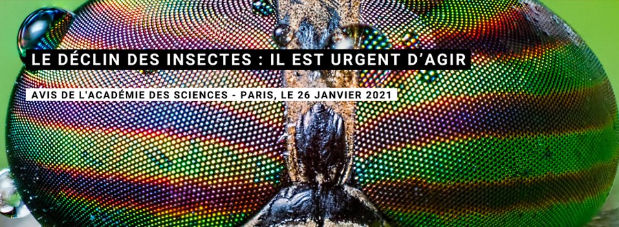 Insectes