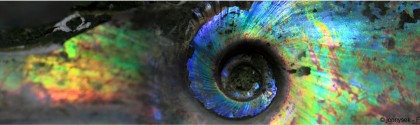 Ammonites