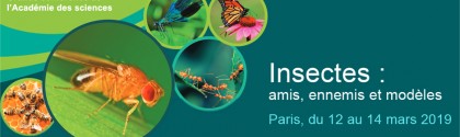 Insecte