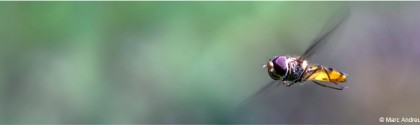 Insecte