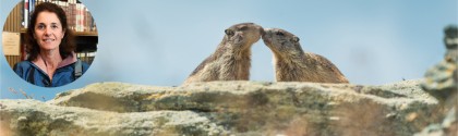 Marmottes