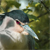 Oiseau