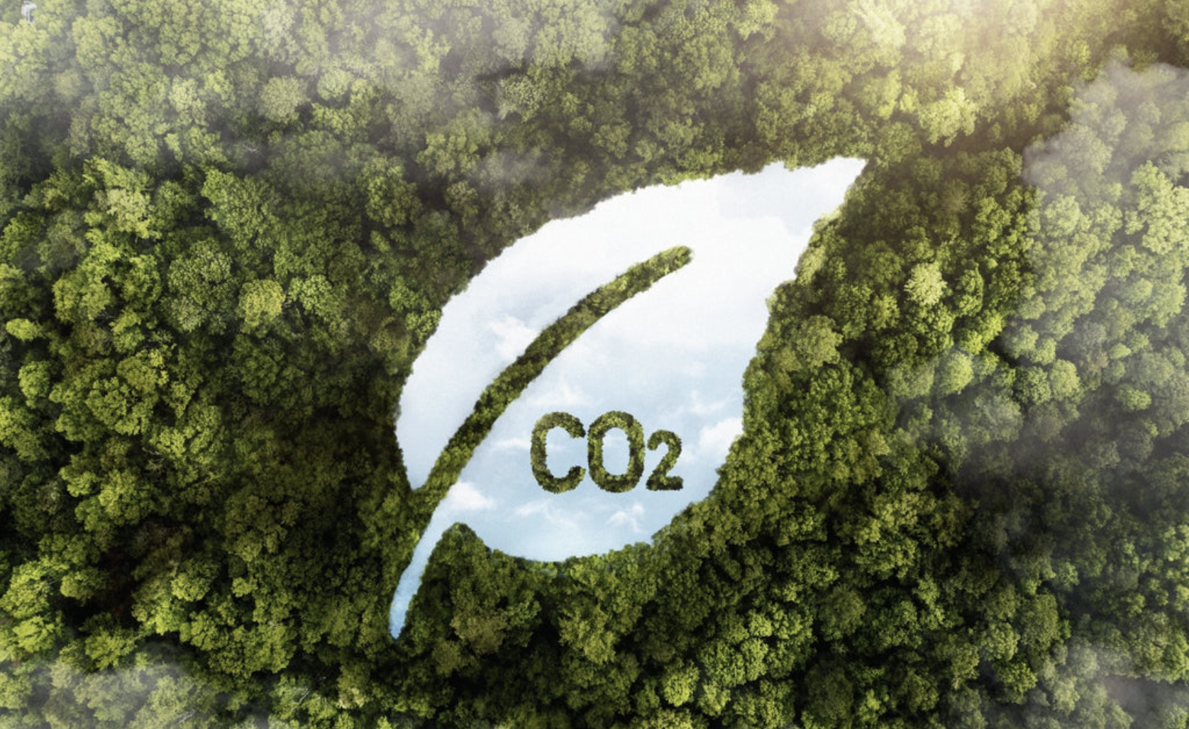 Plantes et CO2