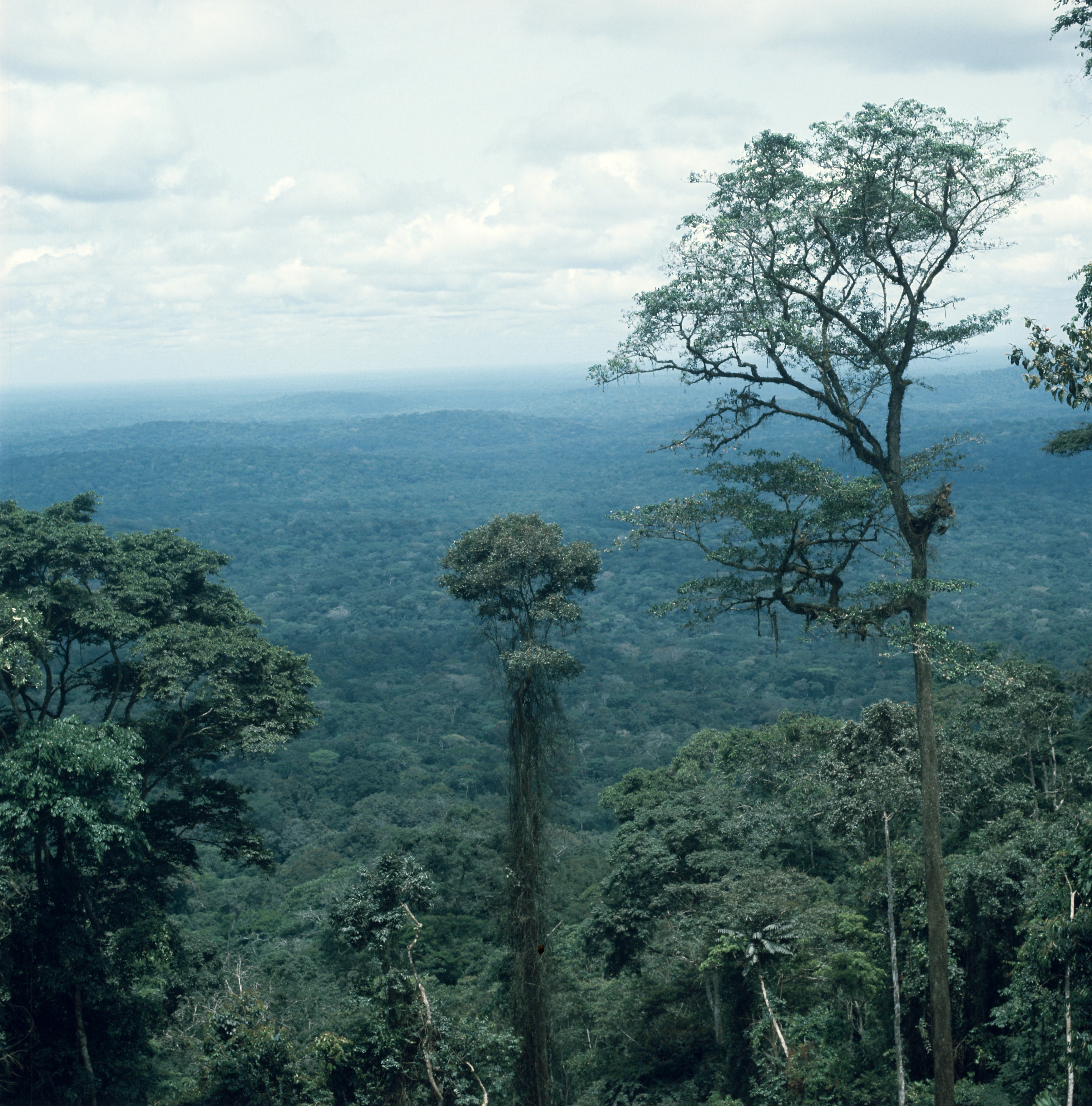forêt au Gabon