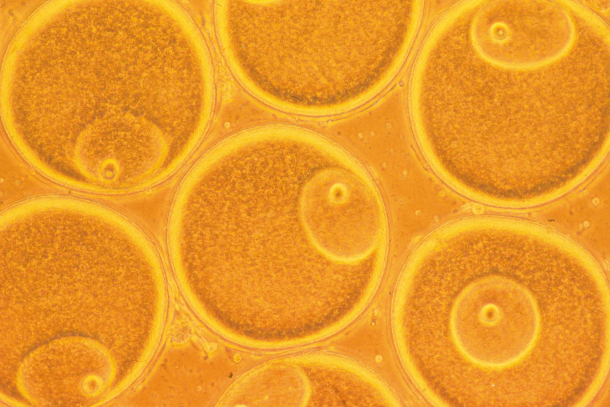 ovocytes d'étoile de mer